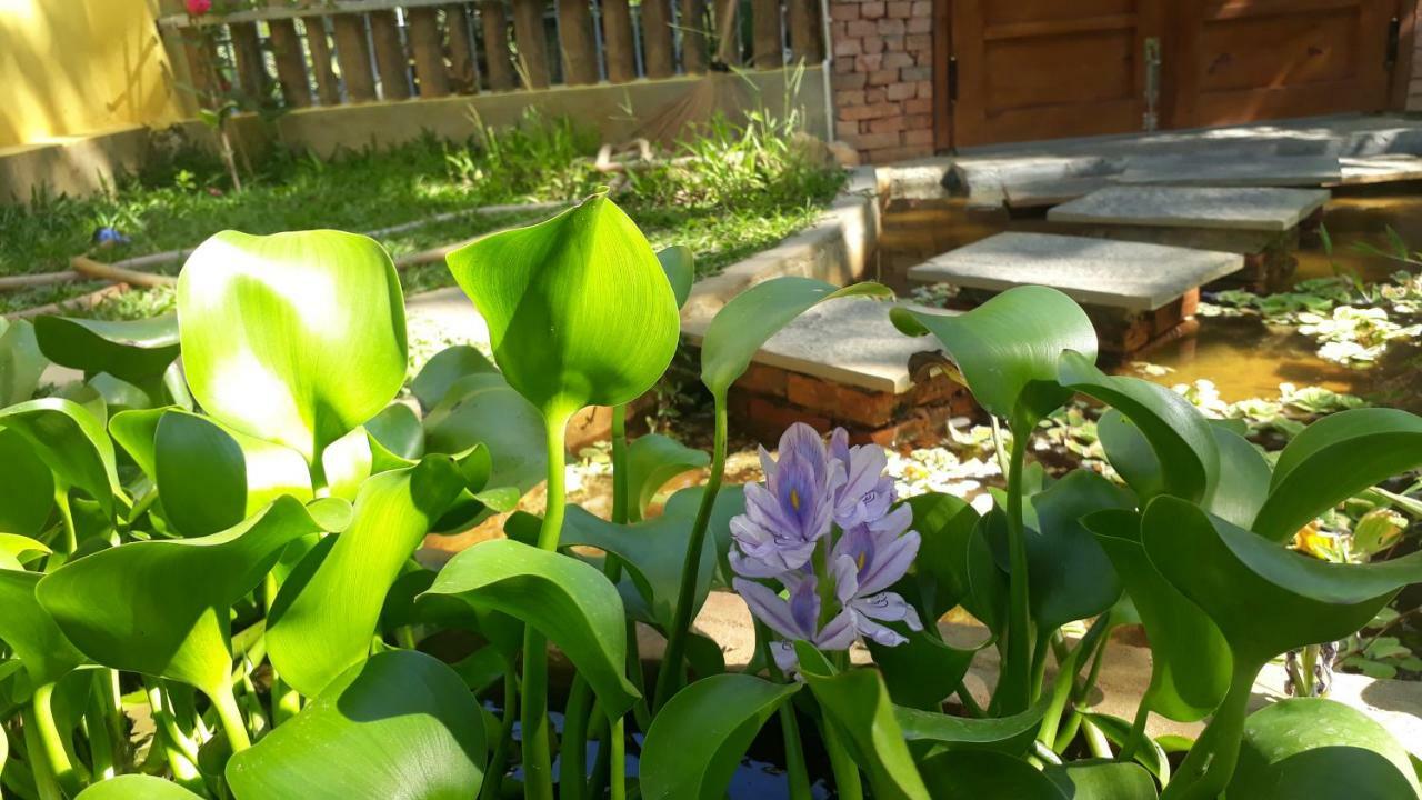 Pink Tulip Hoi An 호텔 외부 사진